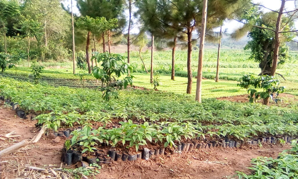 Nursery Leo 1024x614